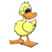 ducky